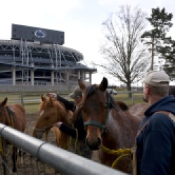 Katie Russell and Chris Grant gathered up yearlings to take them to a bigger pasture at Penn State on Friday, March 3, 2017. Katie is a junior Animal Sciences major and Chris is the Assistant Unit Manager of the Penn State Horse Barn.